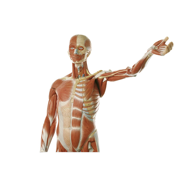 Human Male Muscular Model, Removable Arms